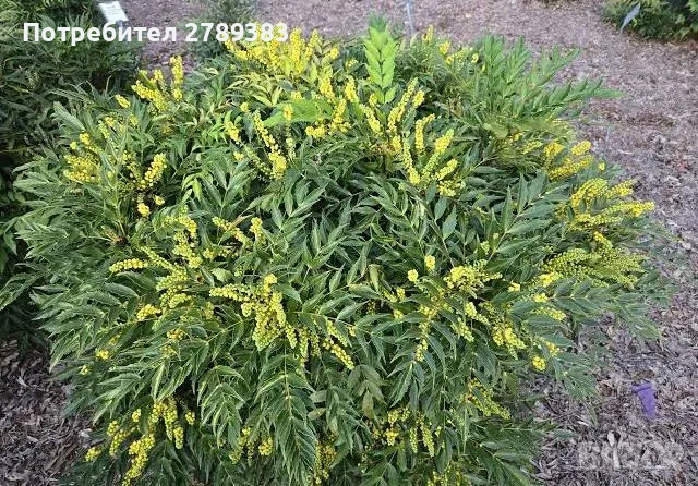 Махония, снимка 2 - Градински цветя и растения - 53451323