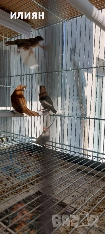 Японски амадини