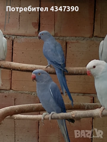 Малък Александър , снимка 3 - Папагали - 51080588