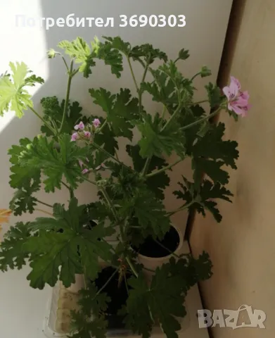 Индрише в саксия с цвят, цена 10 лв за брой, височина 15-20 см, био и екологично подходящо за лекарс, снимка 1
