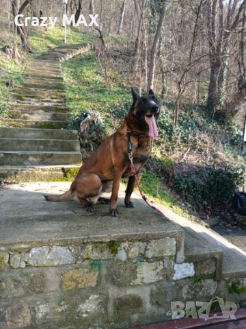 Белгийска овчарка обучена