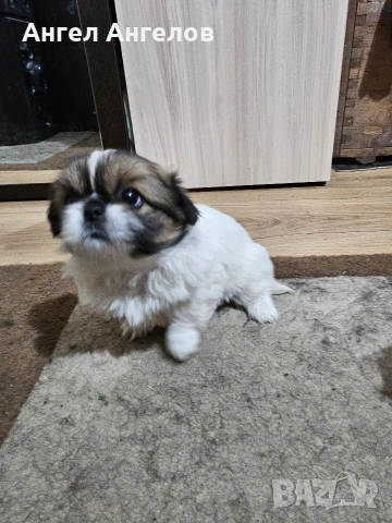 Малки Пекинези, снимка 6 - Пекинез - 53384728