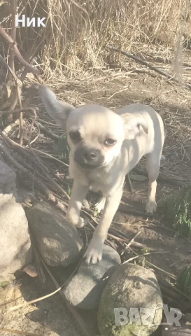 чихуахуа , снимка 5 - Чихуахуа - 48903223