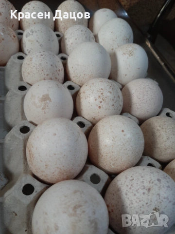 Пуешки яйца за консумация 