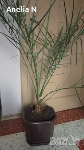 Палма-финикова, снимка 10 - Стайни растения - 30844825