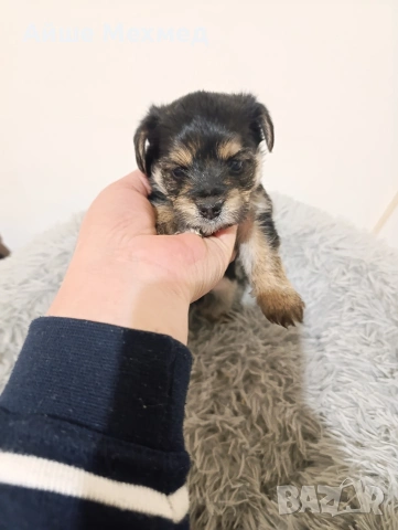 йоркширски териер, снимка 5 - Йоркширски териер - 53290826
