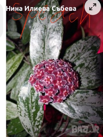 Восъчно цвете, хоя, различни видове и размери , снимка 11 - Градински цветя и растения - 38144193