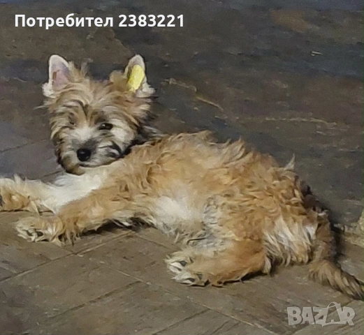 Продавам куче , снимка 3 - Други - 53634313