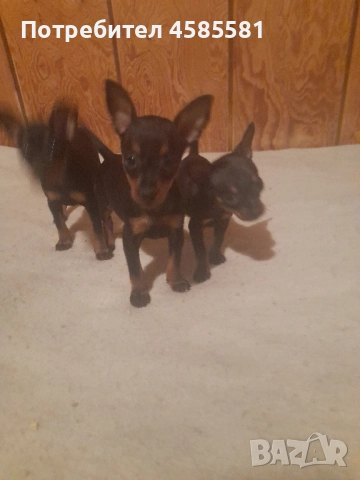 Чистокръвни немски пинери, снимка 3 - Пинчер - 52995417