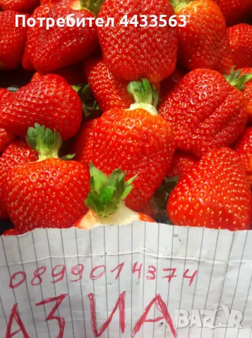 Разсад ягоди и малини , снимка 14 - Разсади - 49802437