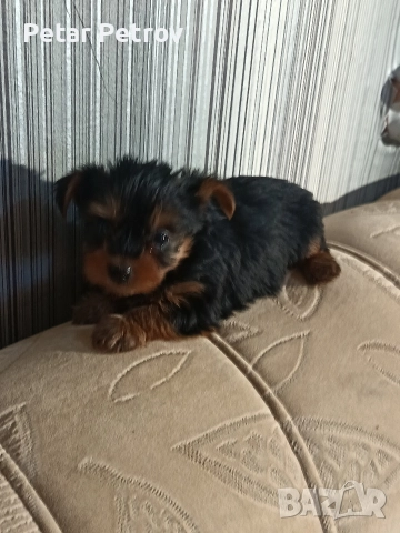 Йоркширски териер мини , снимка 4 - Йоркширски териер - 52933714