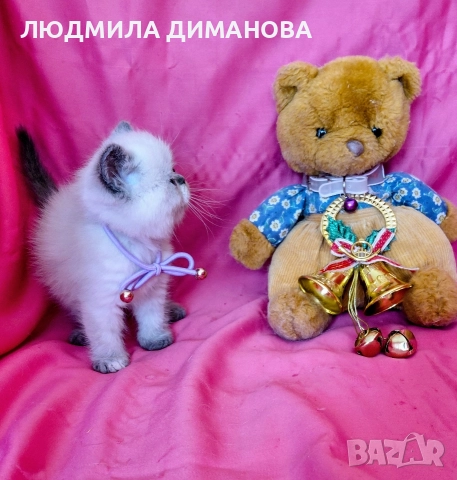 Екзотично момиче със сини очи 