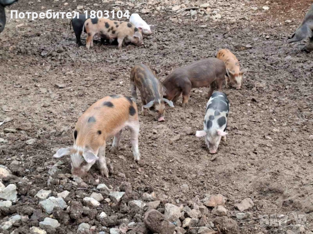 Продавам малки прасенца, снимка 4 - Прасета - 51882275