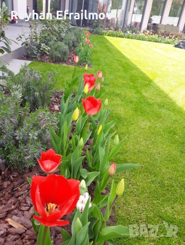 градински услуги , снимка 4 - Други - 53720073