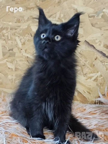 Мейн Куун , снимка 3 - Мейн кун - 52821577