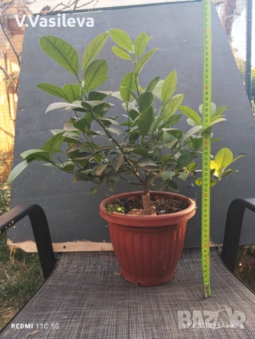 Каламондин 