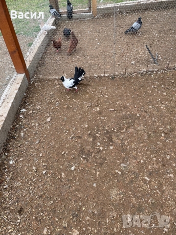 Карабаши, снимка 2 - Гълъби - 36048344