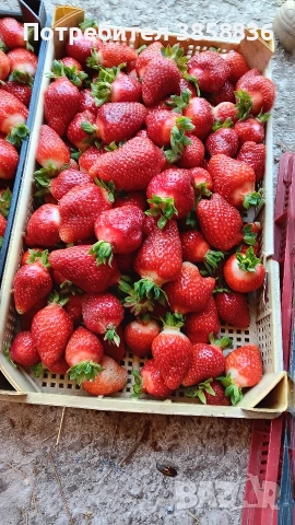 продавам расад ягоди и малини, снимка 3 - Разсади - 53695172