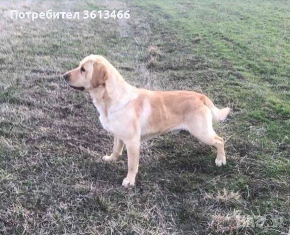 Чистокръвни Лабрадор ретривър , снимка 6 - Лабрадор ретривър - 53201441