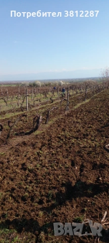 Рязане на асми, лозе и косене на трева за 1 Декър 70 евро . , снимка 9 - Други почистващи услуги - 53704400