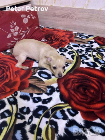 Мини пинчер, снимка 4 - Пинчер - 53099505