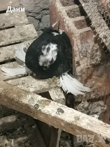 декоративни гълъби само днес 3 евро броя,взети всички 3 евро , снимка 7 - Гълъби - 54876690