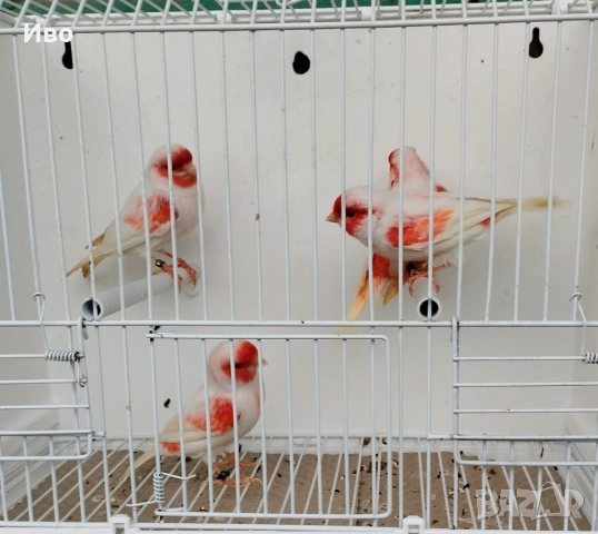 Червени и червена мозайка , снимка 6 - Канари - 52592823