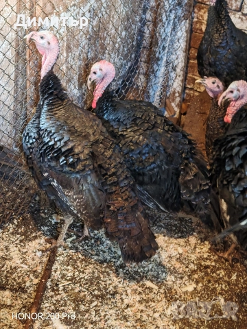 Пуйки порода Артисан , снимка 2 - Кокошки и пуйки - 52616371