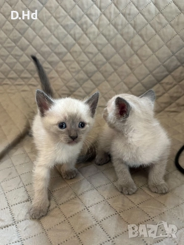 Сиамски котета, снимка 2 - Сиамска - 51604396