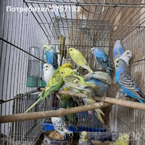 продавам вълнисти папагали 2026