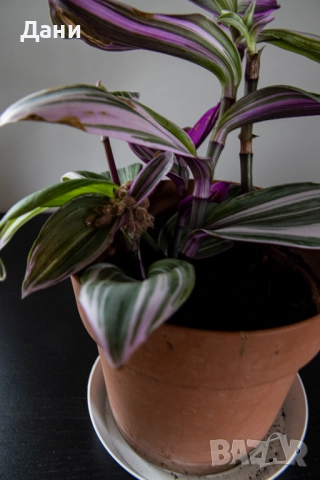 🌸 Tradescantia Nanouk – в момента цъфти - 4+ растения в саксия 🌿, снимка 3 - Стайни растения - 52059874