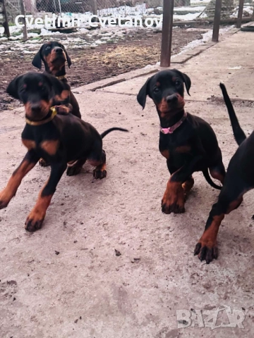Доберманчета с родословни родители, снимка 10 - Доберман - 52974860