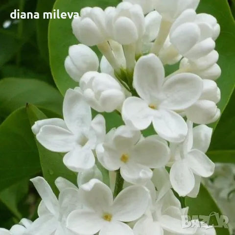 Люляк Мадам Флоран Степман, Syringa Mme Florent Stepman, снимка 1