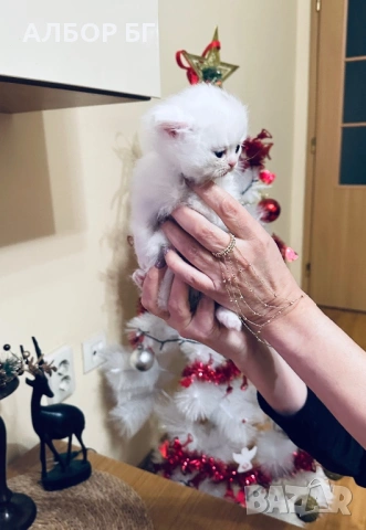 Шотландски котета, снимка 4 - Британска късокосместа - 53060977