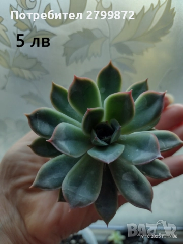 Опунция микродазис, Ешеверия, Граптопеталум, снимка 4 - Градински цветя и растения - 52108842