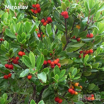 Ягодово дърво/Arbutus unedo (кумарка), снимка 4 - Градински цветя и растения - 49323572