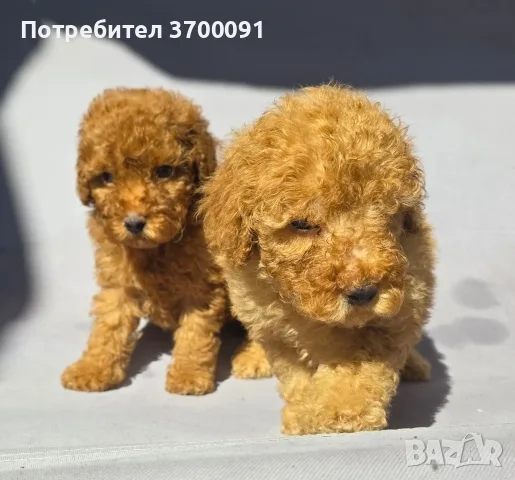 пудел / пуделчета , снимка 6 - Пудели - 55719479