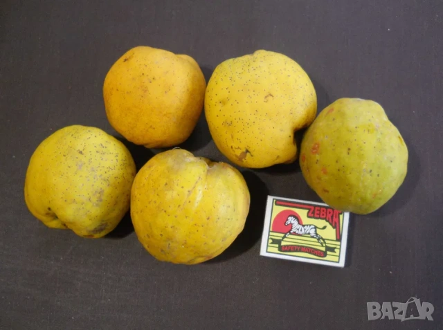 Планински лимон фиданки Chaenomeles, снимка 5 - Градински цветя и растения - 53759673