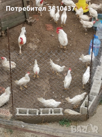 продавам Бял легхорн Ярки, снимка 6 - Кокошки и пуйки - 52951334