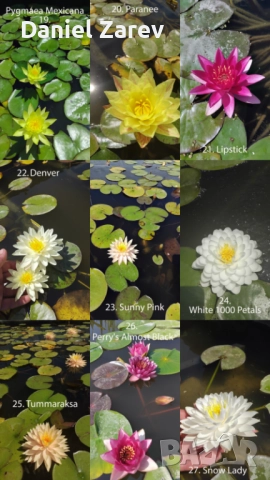 Продавам водни лилии, езерни растения и цветя. Тор за растения., снимка 3 - Градински цветя и растения - 28830827