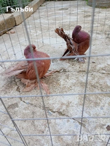 Ростовски гълъби , снимка 4 - Гълъби - 52180409