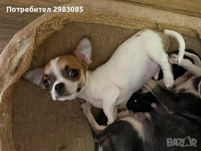 Чихуахуа търси новото си любящо семейство, снимка 5 - Чихуахуа - 56081390