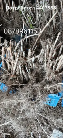 Разсад ягоди и малини , снимка 9 - Разсади - 49802462