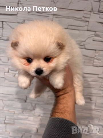 Померан, снимка 4 - Померан - 53099645