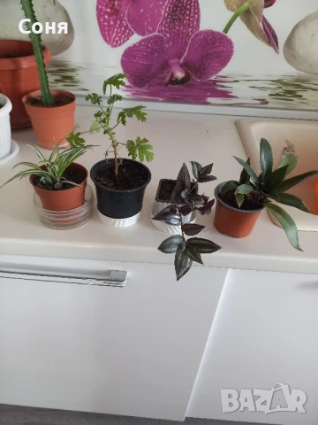 Различни кактуси,каучуково цвете, копривки и др.цветя, снимка 10 - Стайни растения - 50757911