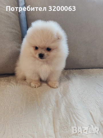 Померан мини померанчета , снимка 10 - Померан - 53726000