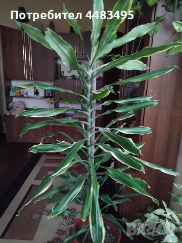 Драцена палма