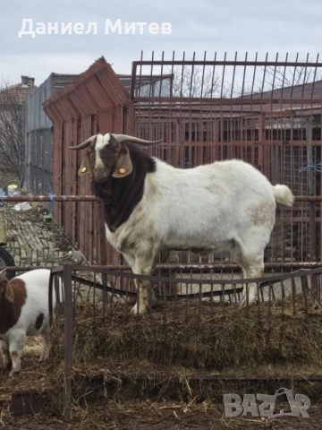 пръч боер, снимка 7 - Кози - 52481990