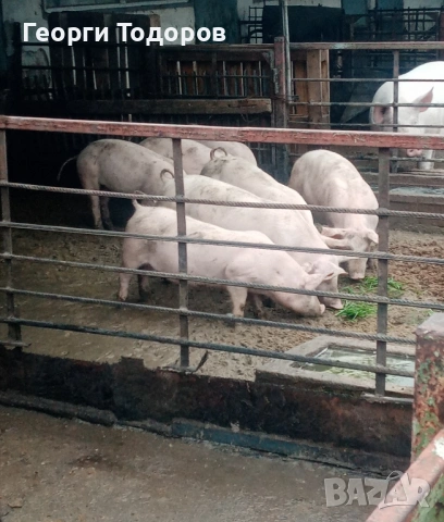 Малки прасета /прасенца , снимка 3 - Прасета - 53387629