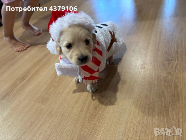 Голдън ретривър момче родословен баща, снимка 7 - Голдън ретривър - 52909387